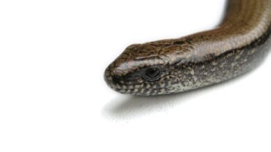 Photo of ¿Podría haber un antídoto universal para contrarrestar el veneno de las serpientes?
