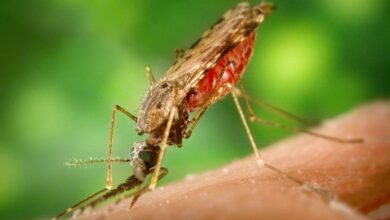 Photo of Descubren que el aumento de temperatura acelera el envejecimiento de los mosquitos