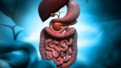 Photo of Descubren que el intestino delgado se divide en cinco regiones: qué implica para la salud gastrointestinal