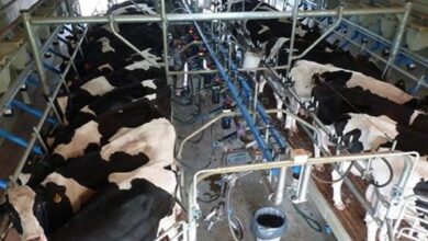 Photo of La industria lechera reclama asistencia oficial para frenar la crisis del sector y evitar el cierre de tambos