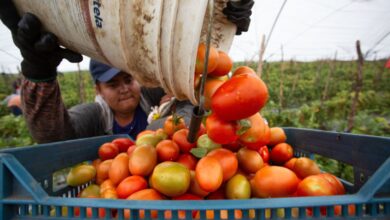 Photo of Los trabajadores rurales temporarios podrán formalizarse sin perder la ayuda social