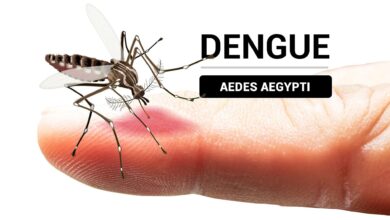 Photo of Cómo identificar al mosquito del dengue y en qué momento del día pica más
