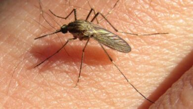 Photo of No transmite el dengue: cuál es el mosquito agresivo que puede resurgir tras las lluvias de este mes