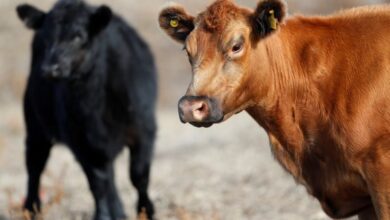 Photo of La Argentina podría aumentar un 30% su producción de carne vacuna: qué condiciones necesita