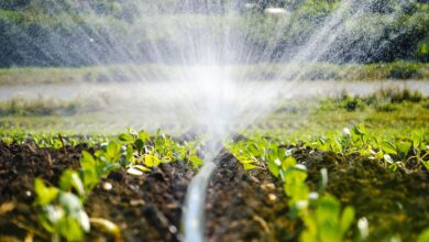 Photo of La importancia de la gestión del agua en la producción agropecuaria