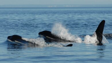 Photo of Las ballenas hembras pasan por la menopausia, y los científicos ahora saben por qué