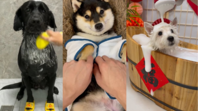 Photo of Spa para perros, la tendencia de Instagram para consentir a los mejores amigos