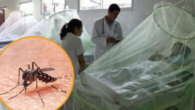 Photo of ¿Cuál es la etapa más crítica del dengue y por qué es peligrosa?