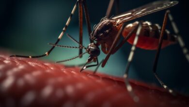 Photo of Dengue: la diferencia entre los cuatro serotipos y cómo saber con cuál se contagió una persona