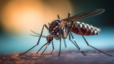 Photo of Cuáles son las terapias específicas contra el virus del dengue que investiga la ciencia