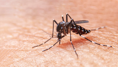 Photo of La dieta del dengue: qué alimentos comer y cuáles evitar para recuperarse mejor