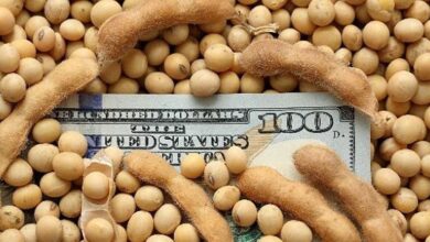 Photo of El ingreso de divisas por las exportaciones del agro creció 61% en el primer trimestre por el “dólar blend”
