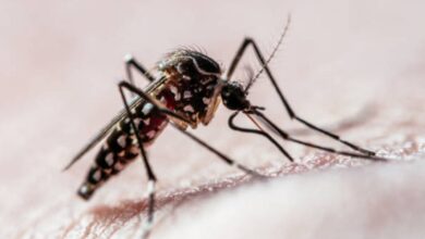 Photo of A qué temperatura puede sobrevivir el mosquito que transmite el dengue