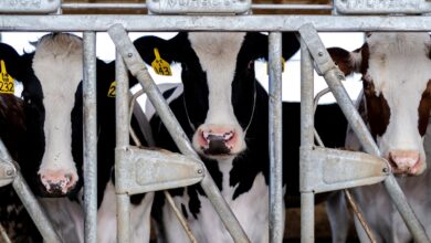 Photo of Crecen los casos de gripe aviar en vacas: ¿podría mutar y producir epidemia en humanos?