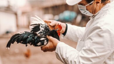 Photo of El mayor productor de huevos de EE.UU. dice que se detectó gripe aviar en pollos de una planta en Texas