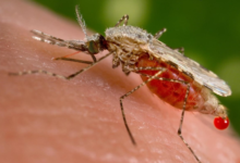Photo of Por qué el cambio climático facilita el crecimiento de la malaria