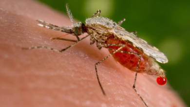 Photo of Por qué el cambio climático facilita el crecimiento de la malaria