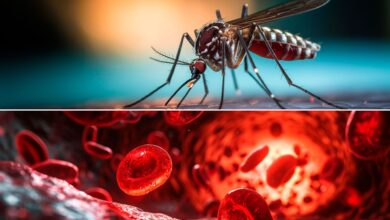 Photo of El dengue grave es silencioso y puede ser fatal, pero tiene solución: cuáles son los síntomas de alarma