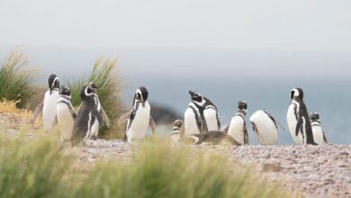 Photo of De Messi a Bizarrap, así se llaman los pingüinos que se pueden rastrear mientras migran en el mar