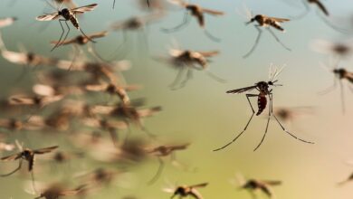 Photo of Baja la temperatura pero siguen los mosquitos: cómo prevenir los que transmiten dengue y se esconden en los rincones del hogar