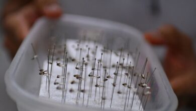 Photo of Cómo es el método que usa a los mosquitos como “caballos de Troya” para combatir el dengue