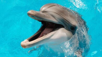 Photo of Hallaron un delfín en Florida infectado con gripe aviar