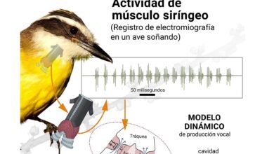 Photo of Científicos revelan las canciones que los pájaros entonan cuando sueñan