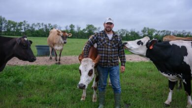 Photo of Alerta en granjas lecheras de Estados Unidos: el impacto de la gripe aviar en el sector lácteo