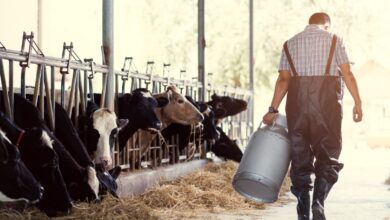 Photo of Detectaron un nuevo caso de gripe aviar en humanos vinculado al brote en vacas lecheras  en EEUU
