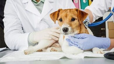 Photo of Leptospirosis canina: lo que todo tutor de perro debe saber