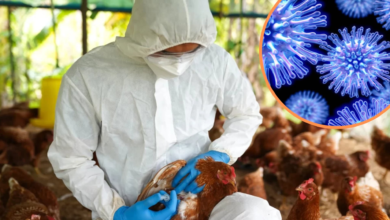 Photo of Los análisis genéticos del virus de la gripe aviar muestran cómo evoluciona entre varias especies