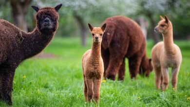 Photo of Por primera vez, detectan gripe aviar en alpacas de Estados Unidos