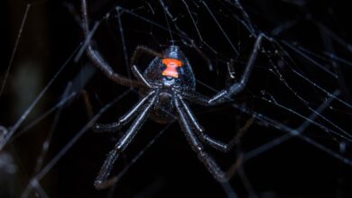Photo of Encontraron un posible antídoto contra la picadura de la araña conocida como viuda negra