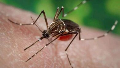 Photo of ¿Efecto del cambio climático? Crecen en Europa las enfermedades transmitidas por mosquitos
