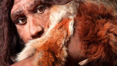 Photo of Descubrieron el primer caso de síndrome de Down en neandertales