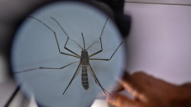 Photo of Con el “veranito de San Juan”, volvieron los mosquitos: cuál es el riesgo de dengue