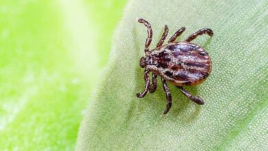 Photo of Un medicamento contra la malaria podría combatir la babesiosis transmitida por garrapatas