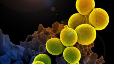 Photo of Las 15 bacterias resistentes a las que hay que prestarle atención en 2024