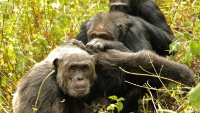 Photo of Los chimpancés salvajes pueden practicar la medicina natural