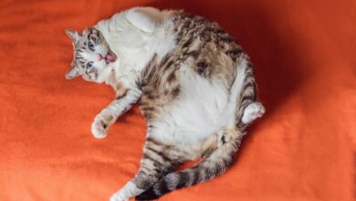 Photo of Los gatos excedidos de peso son claves para estudiar la obesidad en humanos, según un estudio