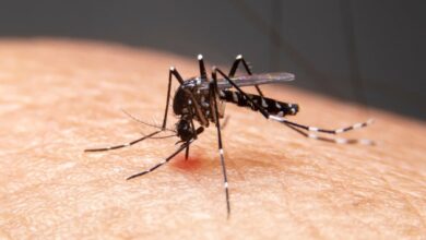 Photo of Florida emite alerta de dengue por dos nuevos casos en los Cayos
