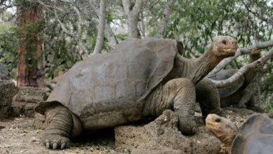 Photo of Del cactus en Sudamérica a un elefante del sudeste asiático: qué especies están en peligro de extinción