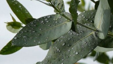 Photo of Las 6 valiosas propiedades medicinales del ecualipto y como consumirlo