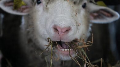 Photo of Por qué la salud animal es clave para la seguridad alimentaria y el bienestar de las personas