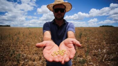 Photo of El precio de la soja ya cayó un 23% en el año y su cotización en términos reales es igual a la de 2006