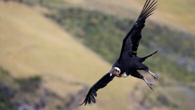 Photo of El cóndor andino de Sudamérica, el ave longeva y majestuosa que está amenazada por cebos tóxicos y plásticos