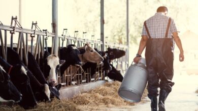 Photo of Gripe aviar: la leche no pasteurizada puede contagiar a los humanos, pero la transmisión por aire es poco probable