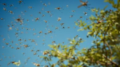 Photo of Cuál es el árbol que ahuyenta a los mosquitos y puede actuar como un repelente natural en el jardín