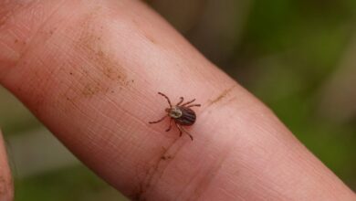 Photo of Descifran el genoma de las bacterias de la enfermedad de Lyme para contribuir a nuevos tratamientos