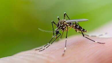 Photo of El ministro de Salud bonaerense advirtió que “se viene una epidemia de dengue muy grave”